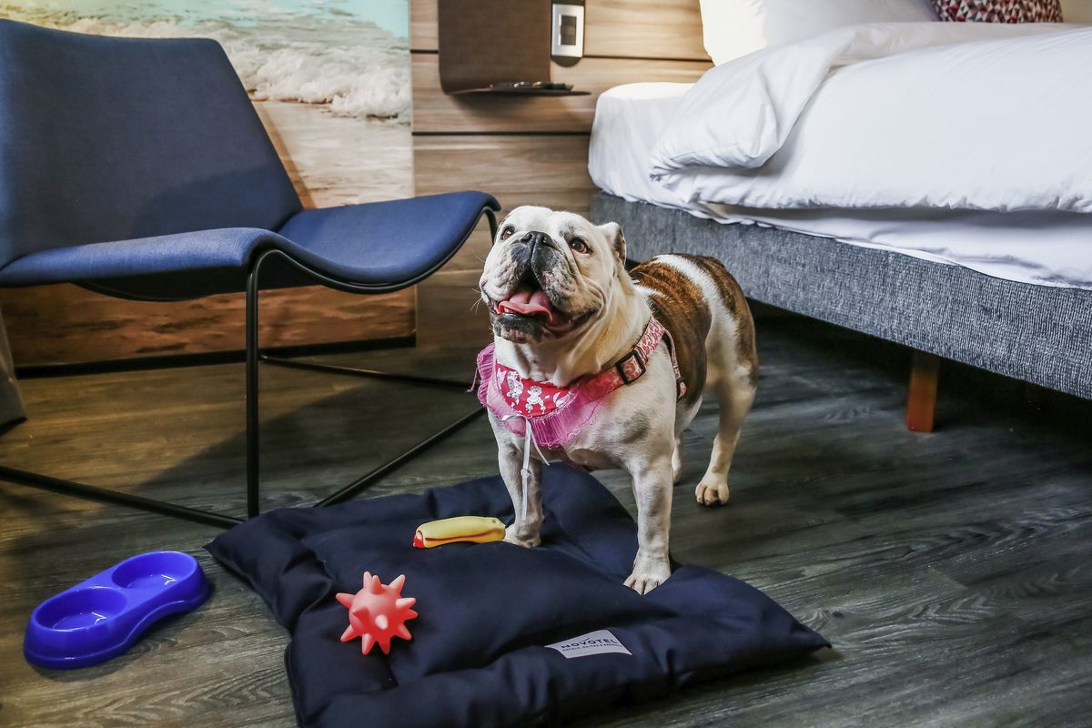 Accor e Mars Petcare mudam 300 hotéis para receber cães e gatos - Revista  Atenção
