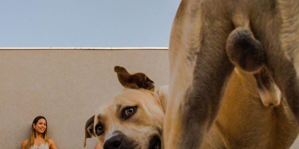 Cão rouba a cena em ensaio de noivos e imagens viralizam na internet. — Foto: Nícolas Carrelo