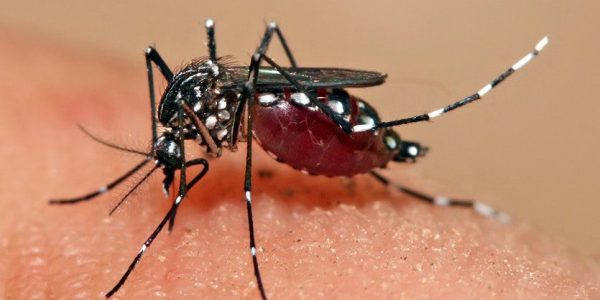 170410_Aedes_aegypti_Full