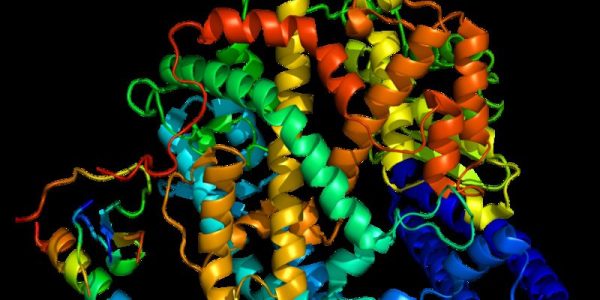 Pesquisadores da Unesp observaram em adipócitos não infectados que o hormônio irisina altera a expressão de genes reguladores do ACE2, gene que codifica uma proteína à qual o vírus se liga para entrar nas células humanas (enzima ACE2; imagem: Wikimedia Commons)