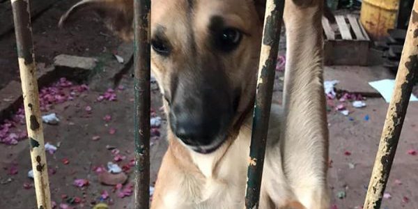 A Layla tem 2 anos, foi resgatada após ser abandonada. Ela precisa de tutores e de um lar / Foto: Divulgação