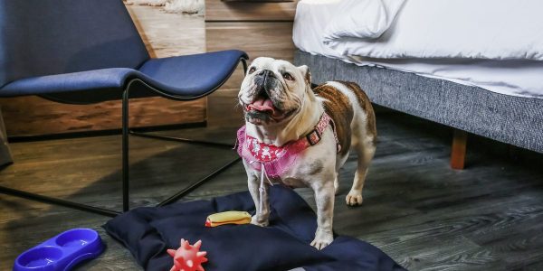 Accor: 300 hotéis prontos para receber animais de estimação após parceria com a Mars Petcare (Mars/Accor/Divulgação)