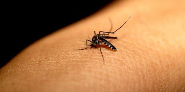 DENGUE