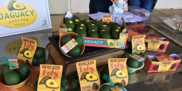 Fazenda Jaguacy, referência na produção e exportação de avocados - Inaugurando em Bauru