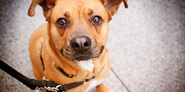 Por-que-meu-cachorro-gosta-tanto-de-ir-para-a-rua-passearLupusAlimentos