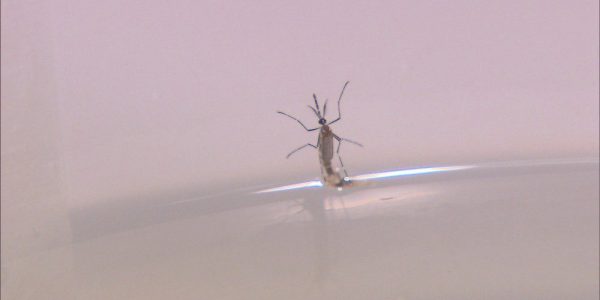 aedes-aegypti-recife