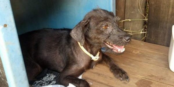 aisha_tem_leichmaniose-1687230[1]