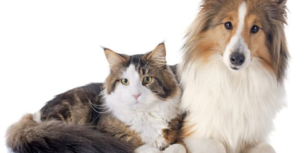 portrait of a purebred shetland dog and maine coon cat in front of white background