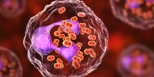 bacteria-neisseria-gonorrhoeae-inside-phagocytes-picture-id1005472904-760x450