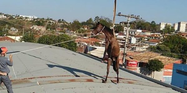 cavalo_lins-1488452[1]