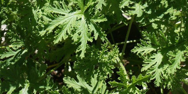 citronela-repelente-o-mosquito-aedes-aegypti