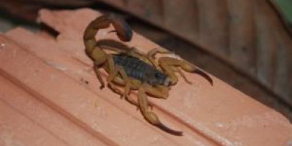 Criança foi picada pelo escorpião no último domingo (16) / Foto: Reprodução/Internet