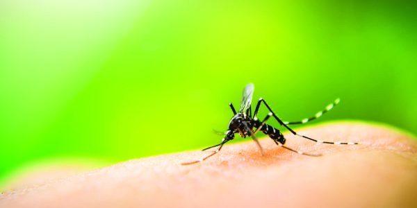 criado-aplicativo-capaz-de-detectar-dengue-e-zika-em-atc3a9-30-minutos