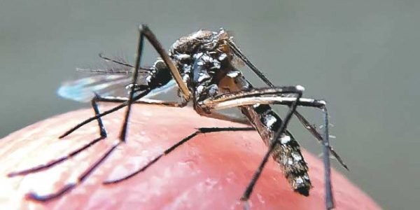 dengue-1200x600
