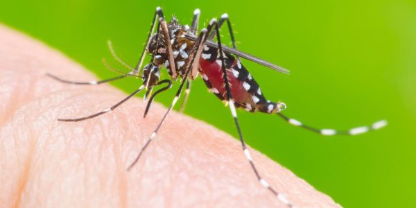 dengue-2