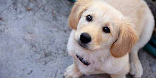 dog-2570398_960_720