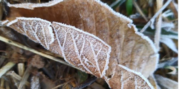 Madrugada foi de frio intenso em 20 de julho, em Vargem Grande do Sul, em São Paulo — Foto: Daine/Divulgação