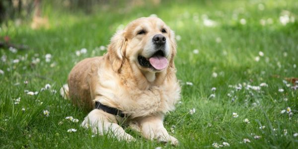 Nos três primeiros lugares do ranking estão as raças spitz-alemão-anão (também conhecida como lulu-da-pomerânia), rottweiler e golden retriever • Angel Luciano/Unsplash