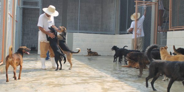 Dar e receber. Presos trabalham com cães e gatos em presídios de Tremembé

Foto: /Caíque Toledo