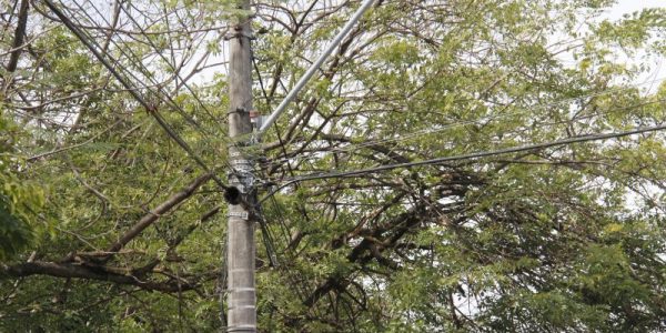 Fios Entre os Galhos de Árvores 
Araujo Leite ao lado do Bosque