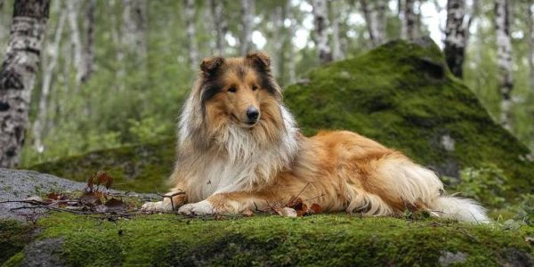 Rough Collie foi considerada a raça mais agressiva pelos cientistas