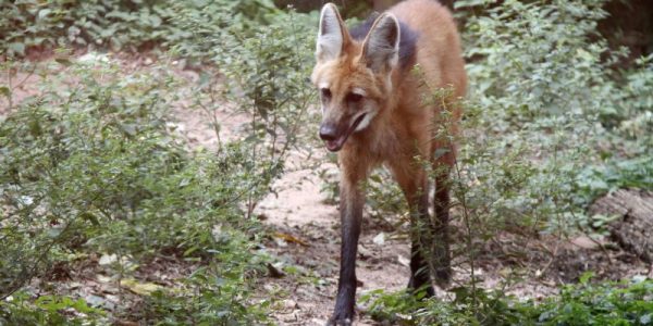 Zoo além das aparências - bastidores do zoológico. 17/01/2019
Lobo-guará