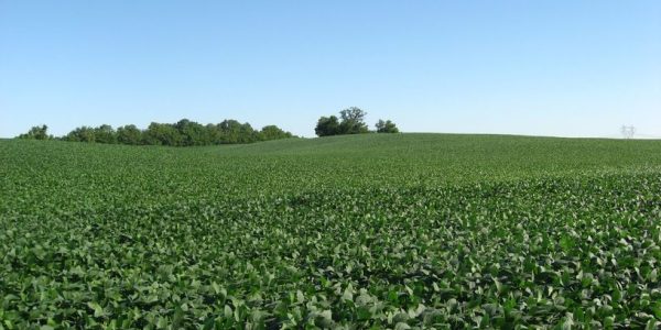 soybean_fields_at_applethorpe_farm