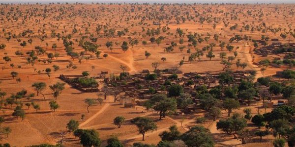 O Saara e o Sahel têm muito mais árvores do que se pensava — Foto: Martin Brandt/BBC