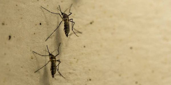 xaedes.jpg.pagespeed.ic.HalhZVUQsZ